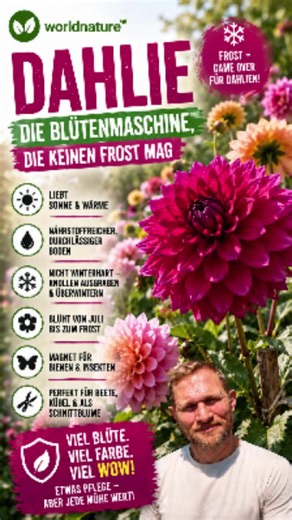 Dahlien: Die Blütenkönigin, die keinen Frost verzeiht! 🌸❄️ Dahlien sorgen den ganzen Sommer für spektakuläre Blüten – doch Frost ist ihr größter Feind! 🌸 Erfahre, wie du sie richtig pflanzt, pflegst und sicher durch den Winter bringst. #Dahlien #Garten #Pflanzenwissen #Blumen #WorldNature