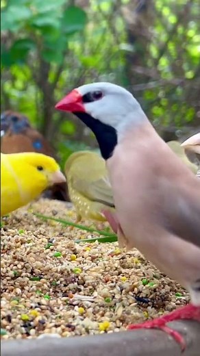 Red Headed Finch and Longtailed Finch #aviarybirds #birds #nature