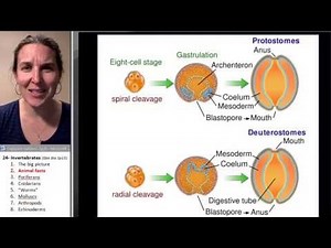 Invertebrates 2- Animal facts