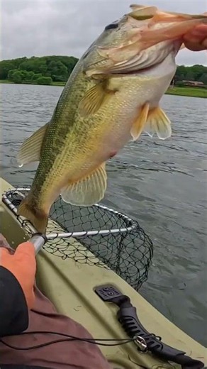 🎣 I Caught My BIGGEST Largemouth Bass EVER! 😱🐟 #bassfishing #fishing #bass #buckyeahoutdoors #jesus