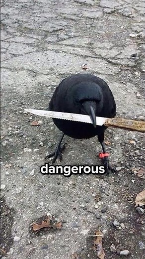 Why Crows Are Dangerous...