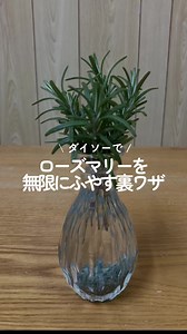 ダイソーで簡単！ローズマリー水耕栽培裏ワザ
