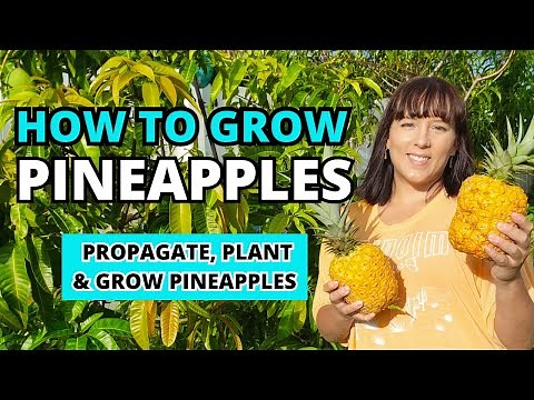 How To Grow LOTS Of Pineapples At Home - The Ultimate #pineapple Growing Guide #garden #homegarden