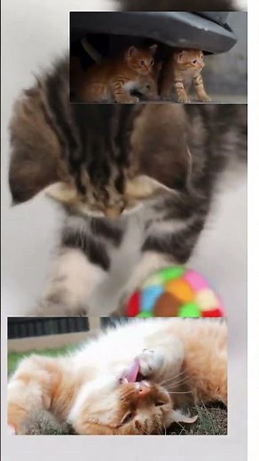 Ways to Keep Cats and Kittens Entertained #viralshort