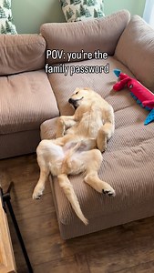 Monty’s a mf 🌟 | Itsmontysaurus