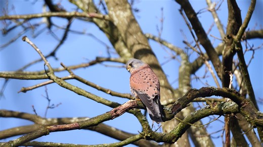 Sherwood Forest is home to native species and seasonal birds, there are so many feathered friends to spot.👀🐦 This is a video of a stunning Kestrel taken by volunteer Peter Calvert. You can commonly spot Kestrels hunting and hovering in open habitats and woodlands.🌲🌳 At Sherwood these birds of prey 🦅are frequently seen by visitors, particularly on windy days or around the visitor centre. For more information on Sherwood's birds check out this page: https://visitsherwood.co.uk/nature-at-sherw