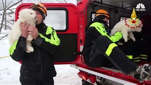 Firefighters rescued 3 puppies stuck under snow and rubble for 5 days after a deadly avalanche destroyed a hotel in Italy. Read more about the pups' rescue: http://nbcnews.to/2jqdBiB | NBC News