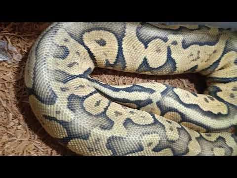 This Combo Hits Different 👀 Superfly Orange Dream Chocolate