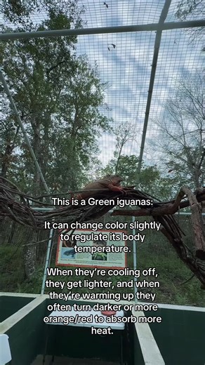 Fascinating Facts About Green Iguanas