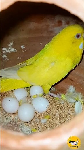 Budgie Breeding Progress 🐥 || Budgie Layed Eggs 🥰 #budgie #budgiebreeding #birds