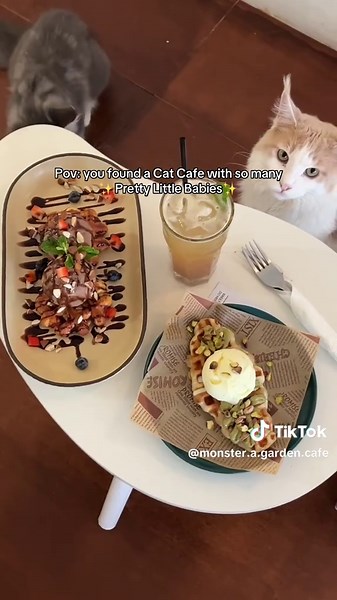 Cat Cafe Experience at Monster Garden Cafe Kuala Lumpur