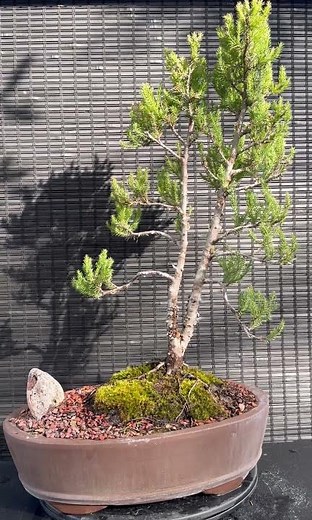 BLUE POINT JUNIPER BONSAI ADAPTED 2024