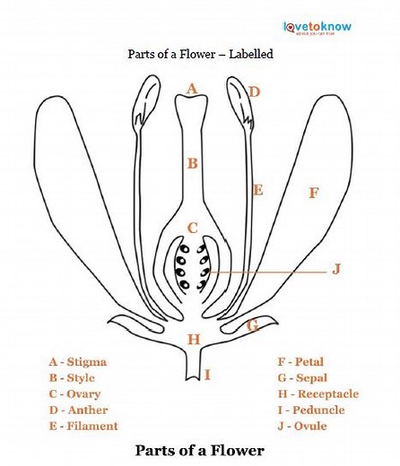 Understanding the Intricate Parts of a Flower | LoveToKnow
