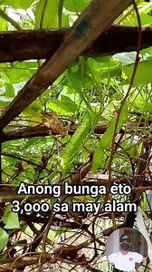 Anong tawag sa nyo ng ganitong gulay anong tawag sa Tagalog or bisaya guys ☺☺☺ | Aaron Eusebio Loyaga