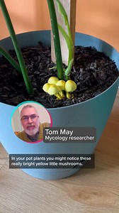 What the fungi! Have you ever noticed these tiny yellow mushrooms in your indoor pot plants? 💛 Mycology researcher Tom May tells us all about them. 📺 Catch up with all episodes of Gardening Australia on iview: http://bit.ly/GardeningAustraliaiview 💚 Get more gardening tips from Gardening Australia: http://bit.ly/gardeningaustralia ✨ Are we your favourite Lifestyle Program? Let the Logies know: www.tvweeklogiesvote.com #ABCMyGarden | Gardening Australia