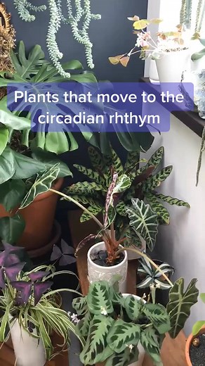 Dancing Plants: Watch Nature's Rhythmic Moves