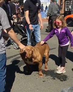 362K views · 2.1K reactions | The king of temperament   #bigballerbloodline #love #dog #mansbestfriend #muscle #bodybuilding #bigballersmello | Big Baller Kennels | Facebook