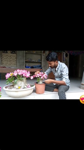 Adenium arabicum in the morning #bonsai #music #floweringplant