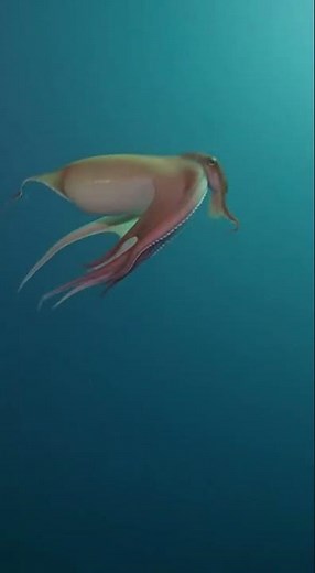 Dumbo Octopus Creeps Closer #dumbooctopus #underwater