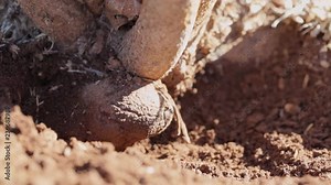 Using a spoon extract black truffle from the root of a tree in Australia. Tuber melanosporum, called the black truffle, is a species of truffle native to Southern Europe.
