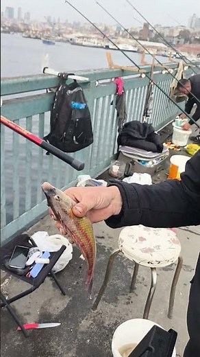 LAPIN NEDEN ACABA BUKADAR AZ VE NADİR GÖRÜYORUZ UNKAPANDA