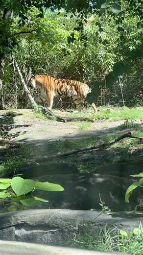 A tiger’s steady walk shows patience it can wait for hours for the perfect moment to strike prey.
