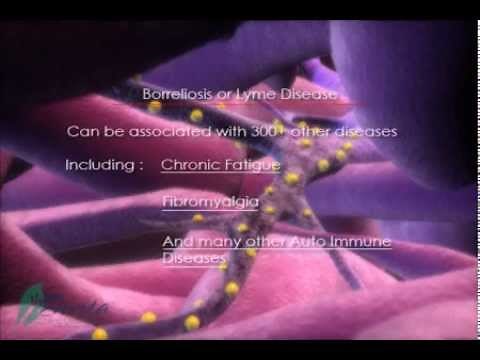 How Lyme Disease and Its Treatments Work