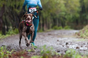 Cross Country with Your Dogs: How to Get Started in Canicross