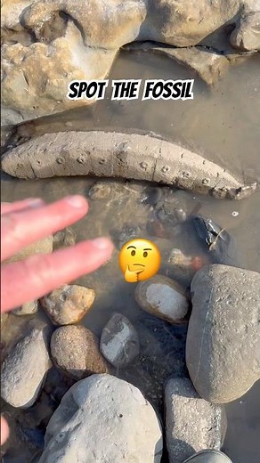Spot the fossil COPROLITE surprise ⁉️#fossilhunter#beachfinds#rockhounding