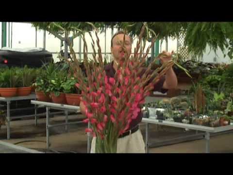 How to Arrange Gladiolus by Oberer's Flowers