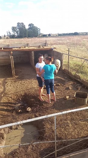 Pig Interaction on a Farm: Women at Work