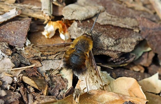 Meet the bee-fly: the adorable bee mimic with a sinister side