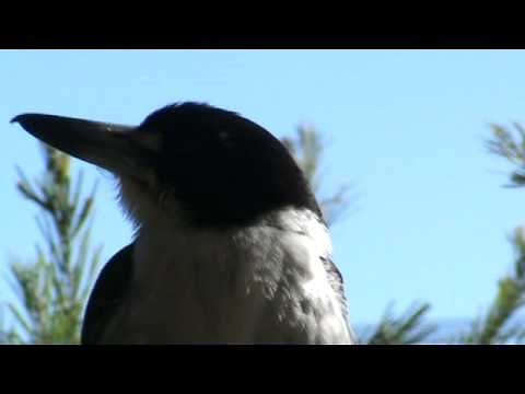 GREY BUTCHER BIRD SONG.mpg