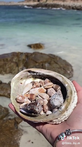 Discover the Shells of Australia's Clearwater