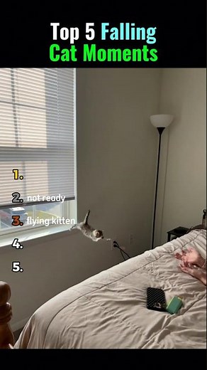 Top 5 Falling Cat Moments 🤣