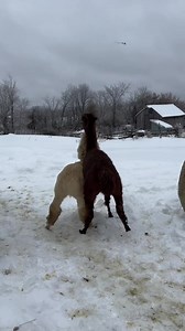 Error404 brain cell not found | Useless Farm