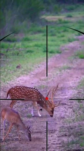 Gazelle shooting | Tiro alla gazzella | Tir à la gazelle