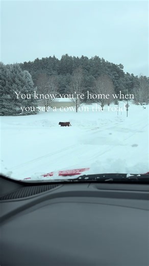 She keeps getting out and worst part is it’s been in the negatives this week!! She doesn’t understand it’s for her own good to stay in the barn right now 🫠 #farm #cattle #cows #usa #Merica