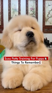124K views · 3.1K reactions | Susu Potty Training For Puppy  - Things To Remember❗️ | Dogs Your Friends Forever | Facebook