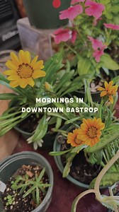 No alarms. No rush. Just birds chirping, fresh coffee, and the sound of slow-paced charm. Downtown Bastrop mornings are all about the little things. The ones that make you pause, breathe, and maybe even smile at a stranger. Whether it’s your first time or your favorite weekend ritual, start your day the Bastrop way. How do you take your morning vibes? Tell us below! ☕️ #downtownbastrop #bastroptx #visitbastrop #bastropmornings #asmrvibes #mainstreetbastrop #bastropcoffee #slowmorningclub #texasg