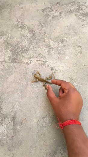 Boing catch frogs funny 🐸 #frog #animals #nature #timelapse