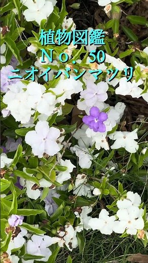 植物図鑑No.50ニオイバンマツリ植物図鑑#野草図鑑#園芸図鑑