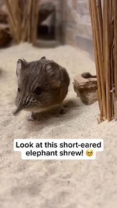 The short-eared elephant shrew is a tiny, insect-eating mammal found in parts of Africa. Despite its name, it’s not actually a shrew—and it’s more closely related to elephants than you’d think! With its long nose, big eyes, and quick, bouncy movements, this little creature is as cute as it is fascinating. Credit goes to @skaerupzoo Feel free to explore the gallery of this page, where you can express your support, admiration, and indulge in more amazing wildlife photography. #wildlife #wildanimal
