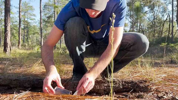 Watch what happens when a wolf spider prepares to defend itself