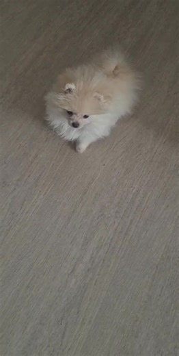 Spitz nain poméranien miniature. Couleur crème#spitz #spitznain #pourtoi #spitzpuppy #chiotsmignons #spitz #spitznainlove | Spitznains2025