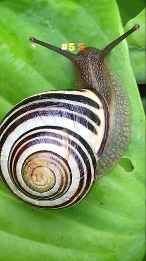 10 Animals without bones Explained