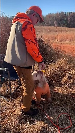 Hydrate your Clumber Spaniel during Hunt Training