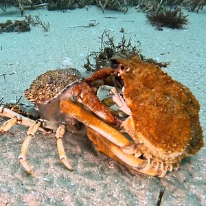 Timelapse Shows Giant Spider Crab Molting From Smaller Shell