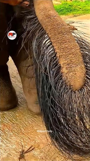 Haathi er chool deya banano rings