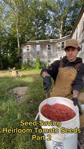 Kyle Tucker (OSS) on Instagram: "🍅 To save heirloom tomato seeds, start by selecting ripe, healthy tomatoes from your best-performing plants, ensuring they are open-pollinated varieties. Cut the tomato in half and scoop out the seeds along with the surrounding pulp into a container. For better germination and disease resistance, allow the mixture to ferment for 2-3 days at room temperature, stirring daily until a white mold forms. Once fermented, rinse the seeds thoroughly by adding water and a